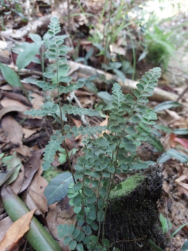 Lindsaea bonii (Lindsaea bonii)