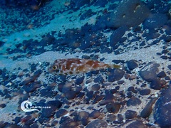 Sphoeroides marmoratus