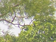 Merops viridis