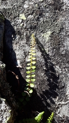 Asplenium adulterinum