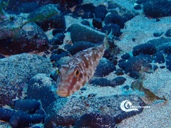 Sphoeroides marmoratus