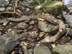 Python bivittatus