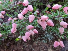 Cryptandra tomentosa