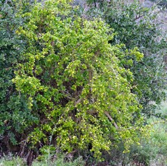 Canthium spinosum