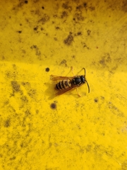 Vespula