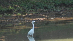 Egretta thula