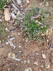 Cryptandra tomentosa