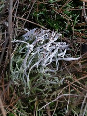 Cladonia furcata