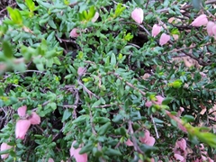 Cryptandra tomentosa