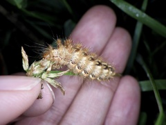 Acronicta rumicis