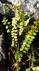 Asplenium adulterinum