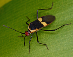 Hypselonotus interruptus