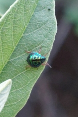 Calidea dregii