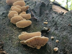 Trametes versicolor