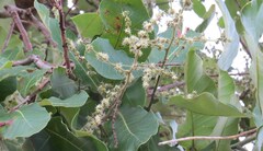 Semecarpus anacardium