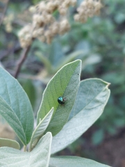 Calidea dregii