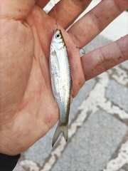 Hemiculter leucisculus