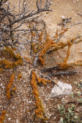 Dufourea