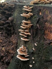 Trametes versicolor