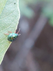 Calidea dregii