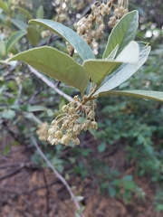 Calidea dregii