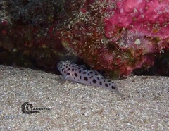 Thorogobius ephippiatus