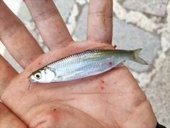 Hemiculter leucisculus