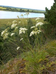 Kitagawia baicalensis