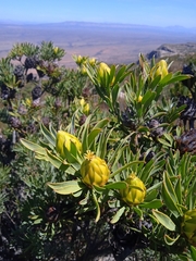 Leucadendron rubrum