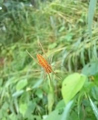 Larinia