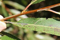 Phyllocnistis saligna