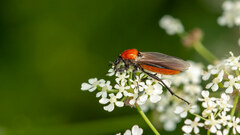 Bibio hortulanus