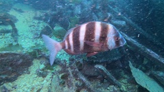 Diplodus cervinus