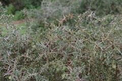 Gymnosporia polyacantha