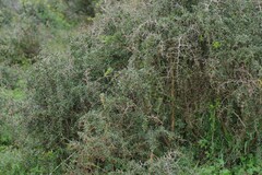 Gymnosporia polyacantha