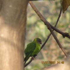 Psittacula cyanocephala