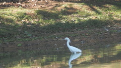 Egretta thula