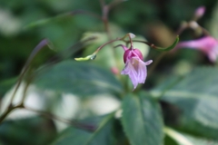 Impatiens devolii