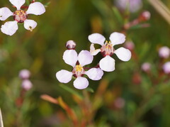 Euryomyrtus ramosissima