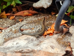 Algyroides nigropunctatus