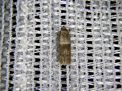 Blastobasis sprotundalis