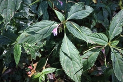 Impatiens devolii