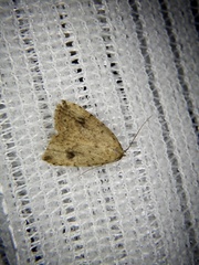 Anachrostis nigripunctalis