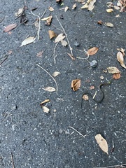 Rhabdophis tigrinus tigrinus