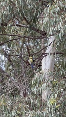 Platycercus elegans flaveolus