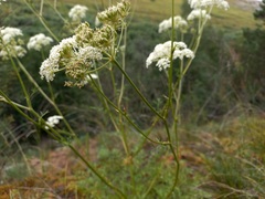 Kitagawia baicalensis
