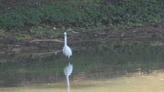 Egretta thula