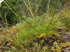 Kitagawia baicalensis