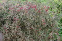 Gymnosporia polyacantha