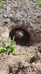 Euphractus sexcinctus